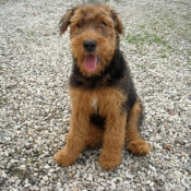 Photo d'Airedale terrier