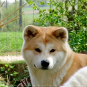 Photo d'Akita inu