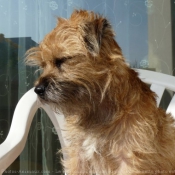 Photo de Border terrier