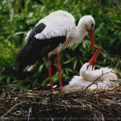 Photo de Cigogne