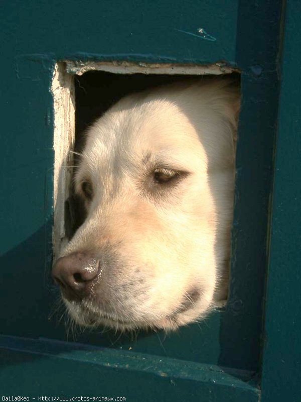 Photo de Golden retriever