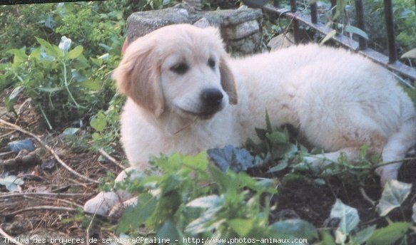 Photo de Golden retriever