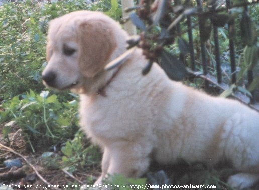 Photo de Golden retriever