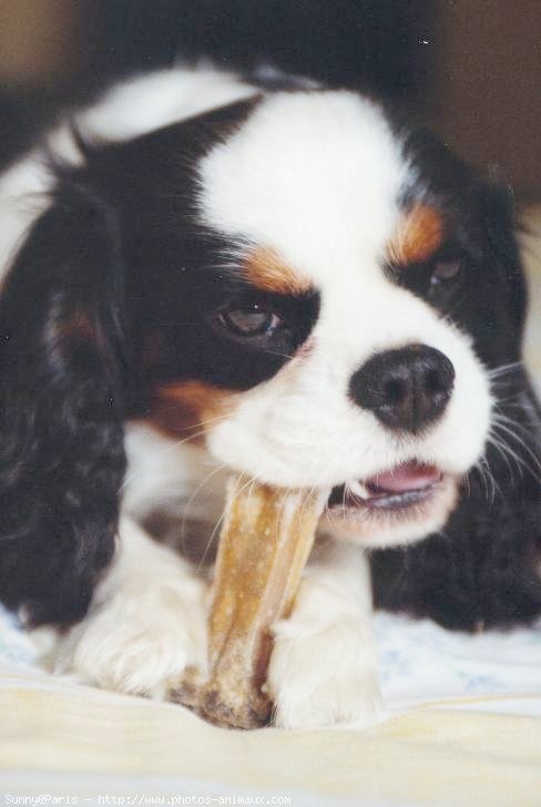 Photo de Cavalier king charles spaniel