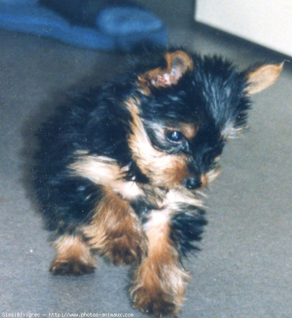 Photo de Yorkshire terrier