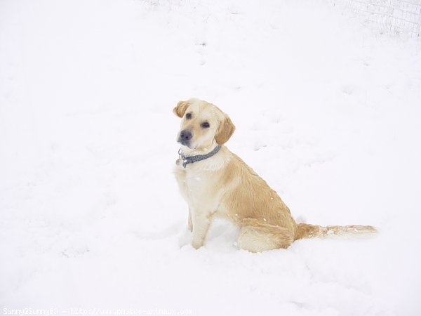 Photo de Golden retriever