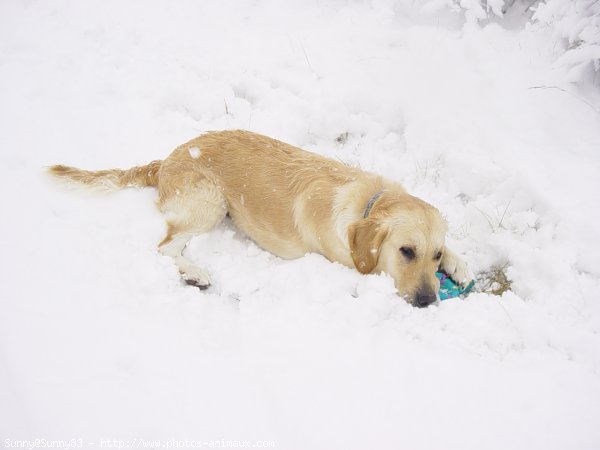 Photo de Golden retriever