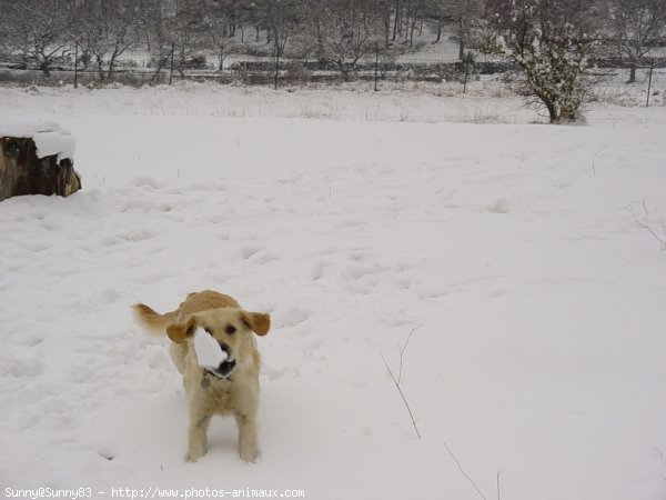 Photo de Golden retriever