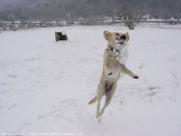 Photo de Golden retriever