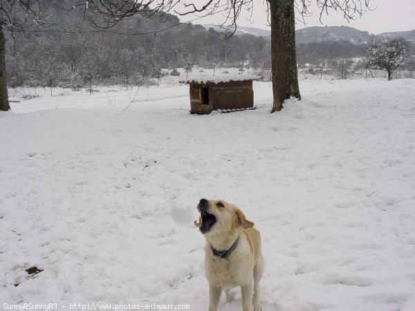 Photo de Golden retriever