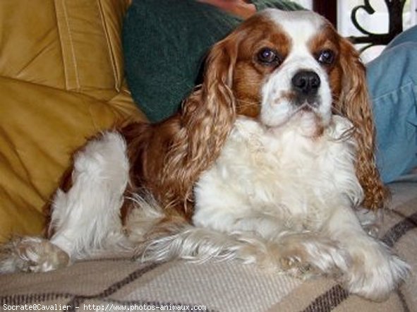 Photo de Cavalier king charles spaniel