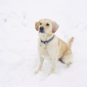 Photo de Golden retriever