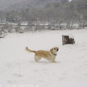 Photo de Golden retriever