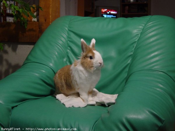 Photo de Lapin