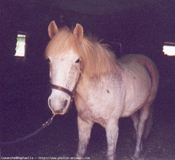 Photo de Camargue