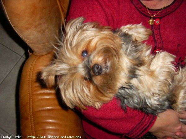 Photo de Yorkshire terrier