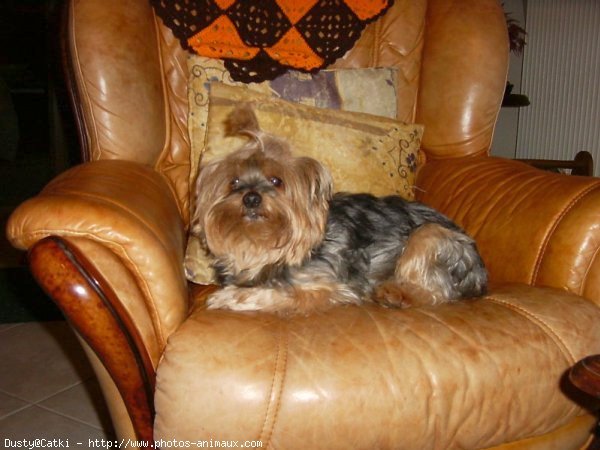 Photo de Yorkshire terrier