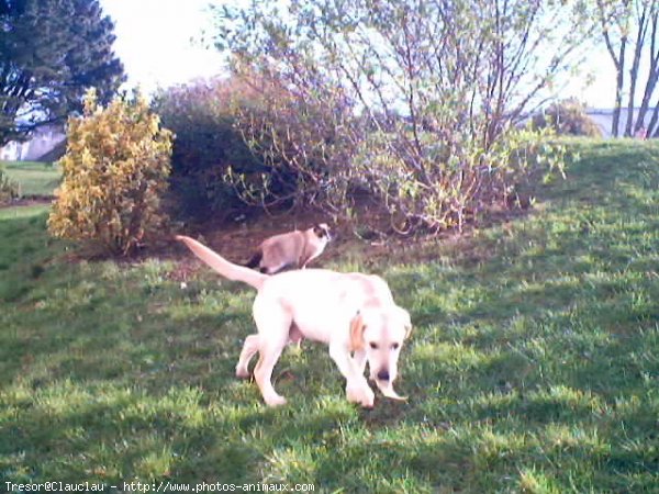 Photo de Labrador retriever