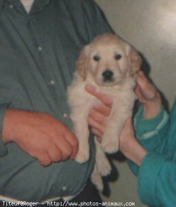 Photo de Golden retriever