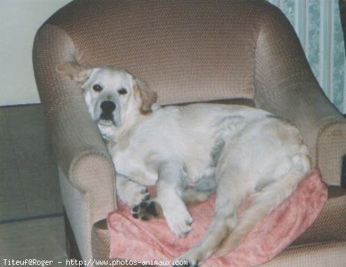 Photo de Golden retriever