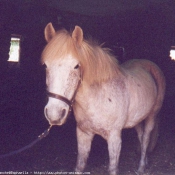 Photo de Camargue