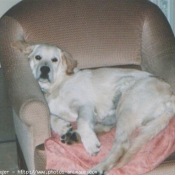 Photo de Golden retriever