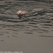 Photo de Golden retriever