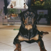 Photo de Rottweiler