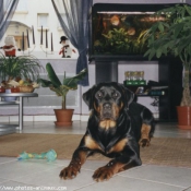 Photo de Rottweiler