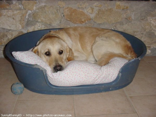 Photo de Golden retriever