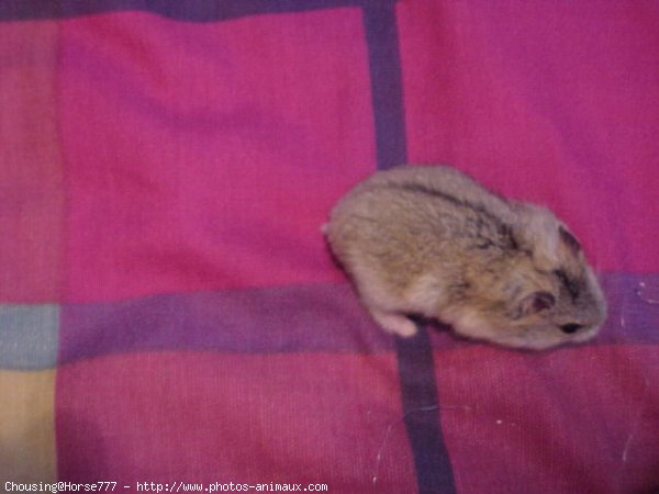 Photo de Hamster