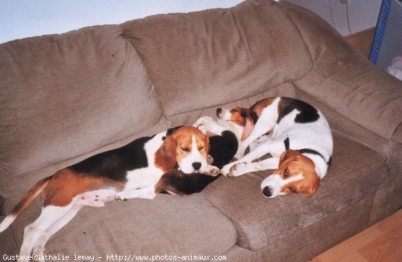 Photo de Beagle