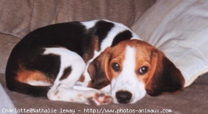 Photo de Beagle