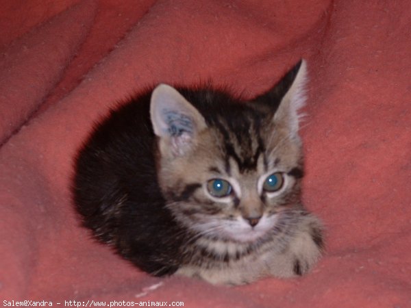 Photo de Chat domestique