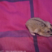 Photo de Hamster