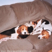 Photo de Beagle