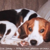 Photo de Beagle