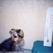 Photo de Yorkshire terrier