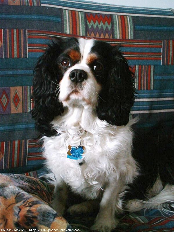 Photo de Cavalier king charles spaniel