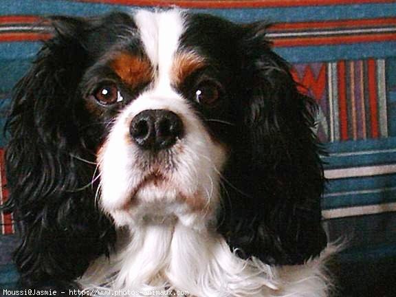 Photo de Cavalier king charles spaniel