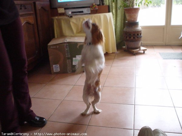 Photo de Cavalier king charles spaniel