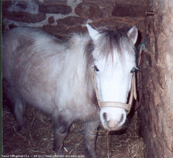 Photo de Shetland