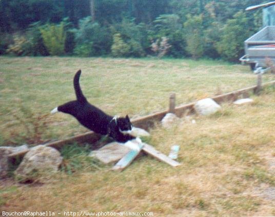 Photo de Chat domestique