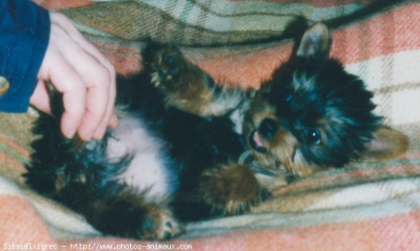 Photo de Yorkshire terrier