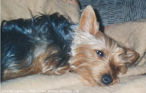 Photo de Yorkshire terrier