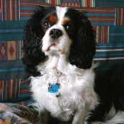 Photo de Cavalier king charles spaniel