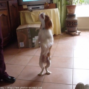 Photo de Cavalier king charles spaniel