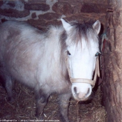 Photo de Shetland