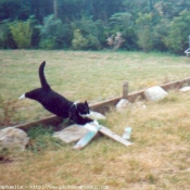 Photo de Chat domestique