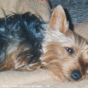 Photo de Yorkshire terrier